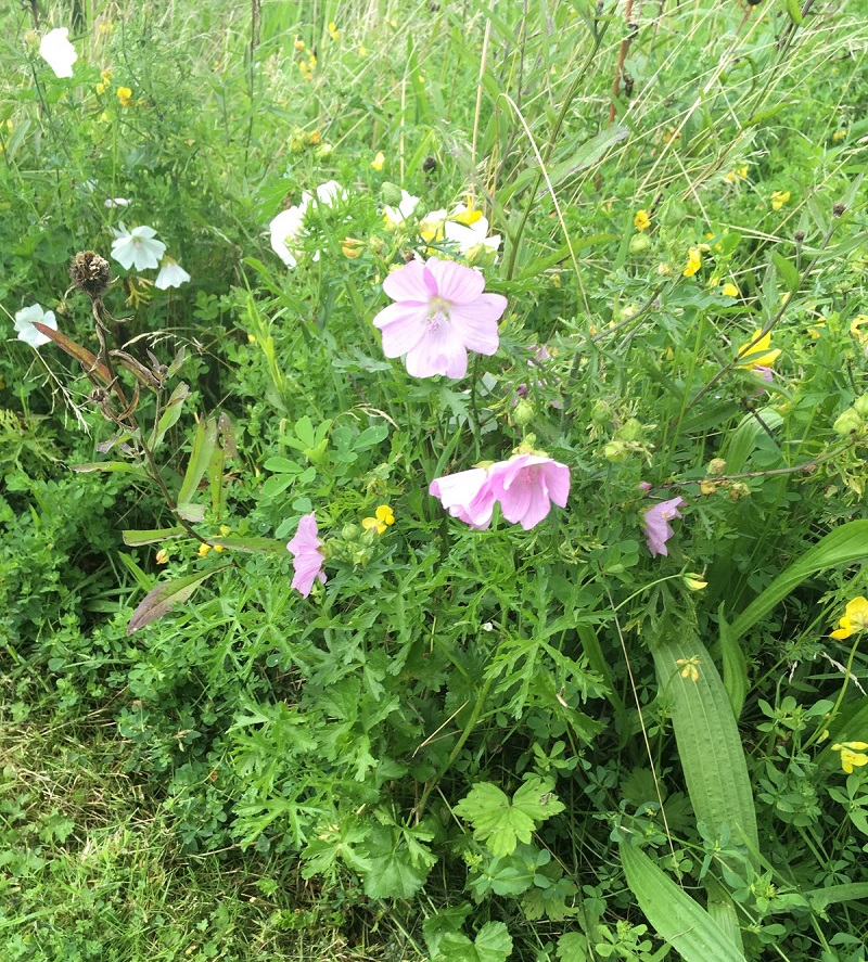 Meadfleet Develops Support for Wildflower Meadows on Developments