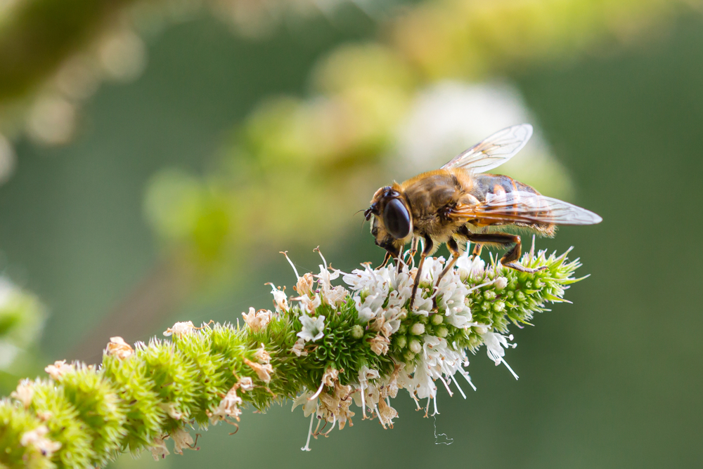 Larkfleet Group to host online conference on housebuilding and carbon biodiversity