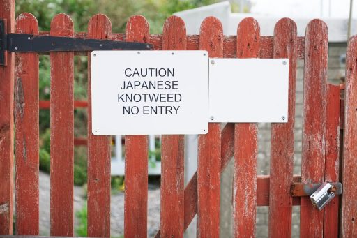 Japanese,Knotweed,Caution,No,Entry,Sign,On,Garden,Gate
