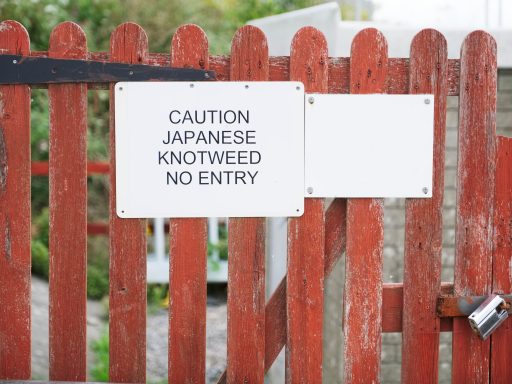 Japanese,Knotweed,Caution,No,Entry,Sign,On,Garden,Gate