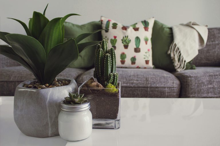 pexels designecologist 1005058
