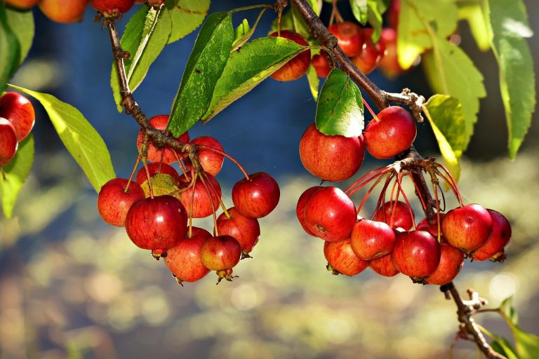 red chokebery 3716016 1280